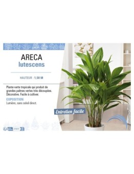 ARECA LUTESCENS