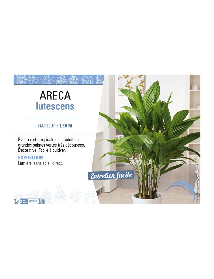 ARECA LUTESCENS
