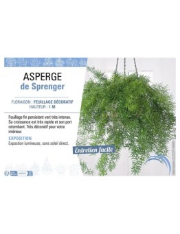 ASPERGE DE SPRENGER