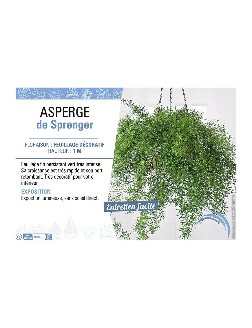 ASPERGE DE SPRENGER