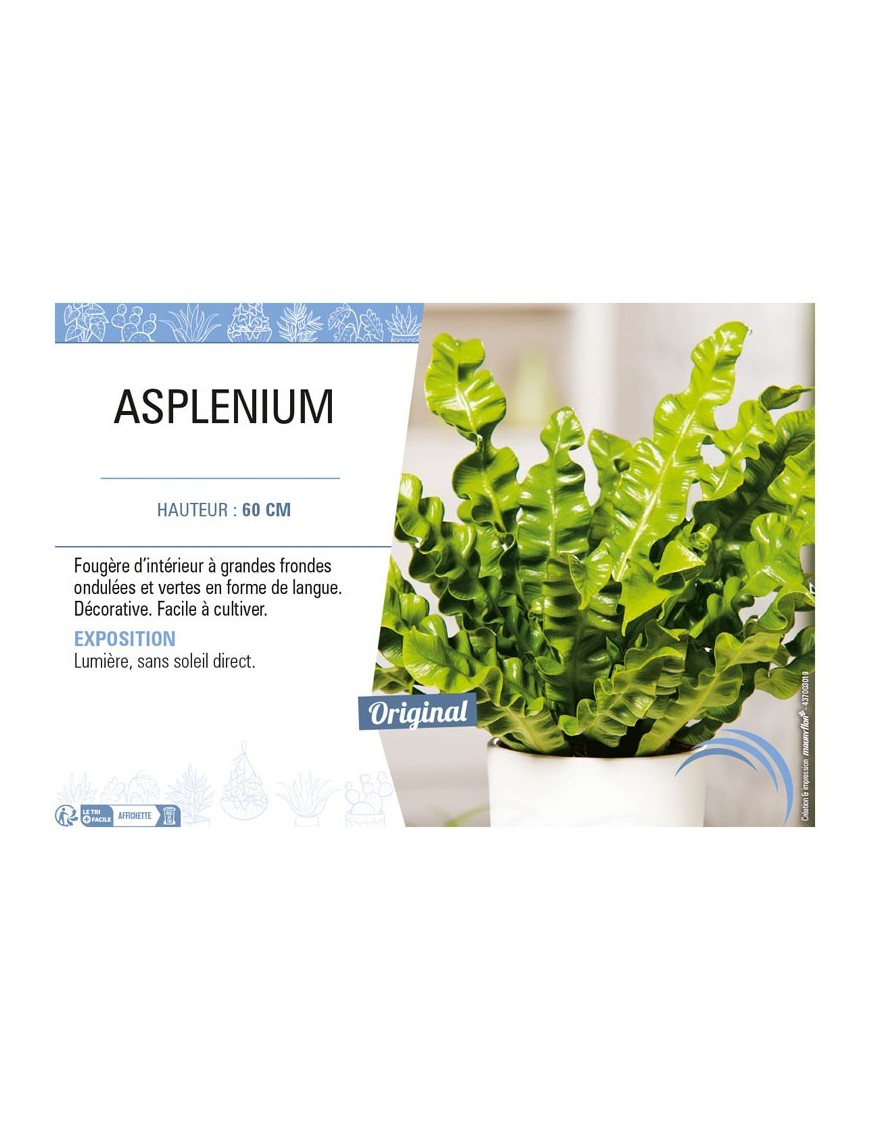 ASPLENIUM