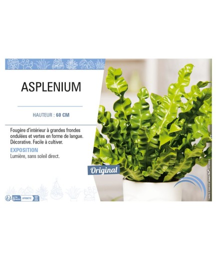 ASPLENIUM