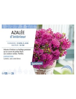 AZALÉE D'INTÉRIEUR