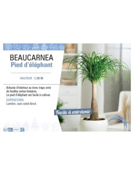 BEAUCARNEA PIED D'ÉLÉPHANT