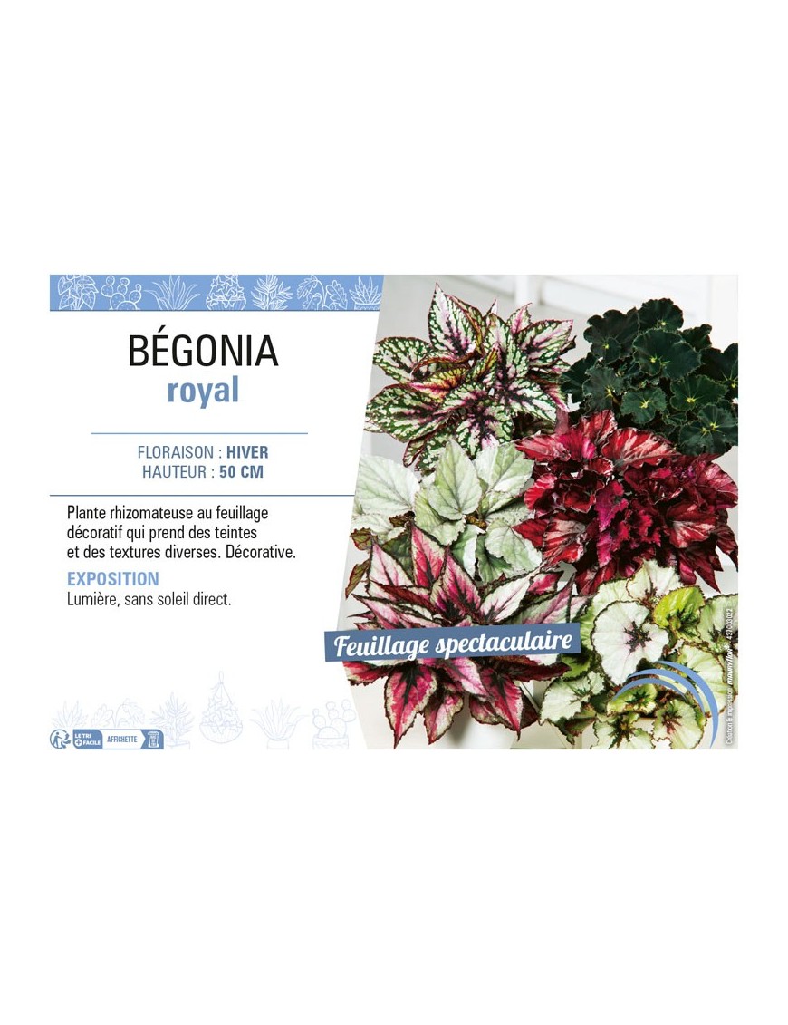 BÉGONIA ROYAL