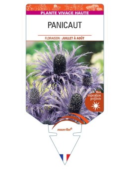 ERYNGIUM ALPINUM voir Panicaut (bleu)