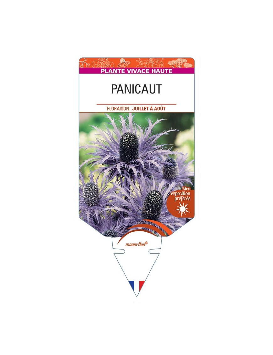 ERYNGIUM ALPINUM voir Panicaut (bleu)