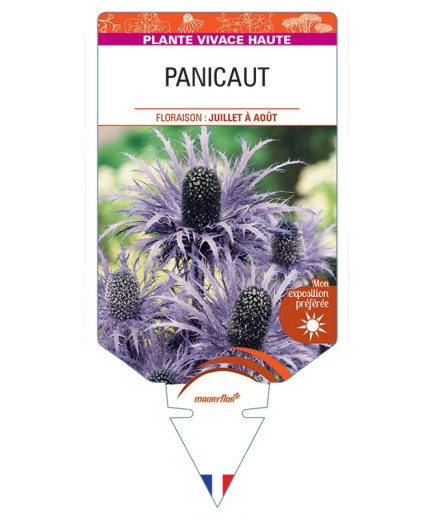 ERYNGIUM ALPINUM voir Panicaut (bleu)