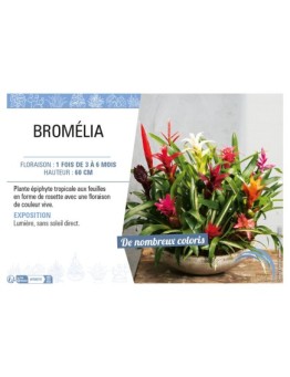 BROMÉLIA