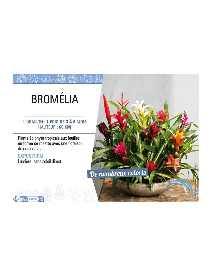 BROMÉLIA