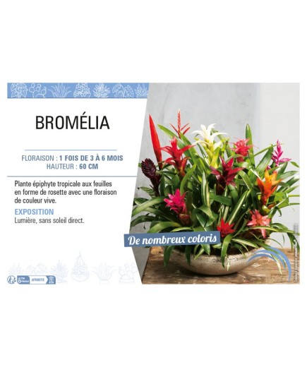 BROMÉLIA