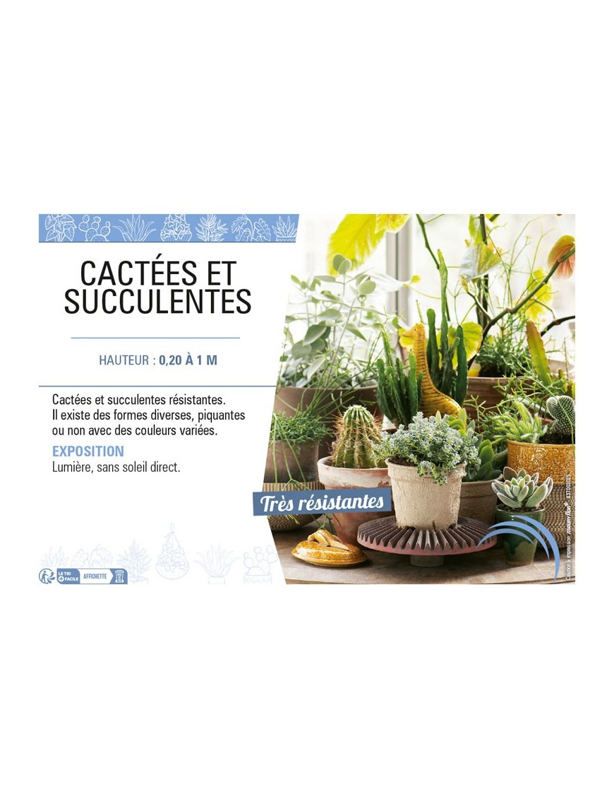 CACTÉES ET SUCCULENTES