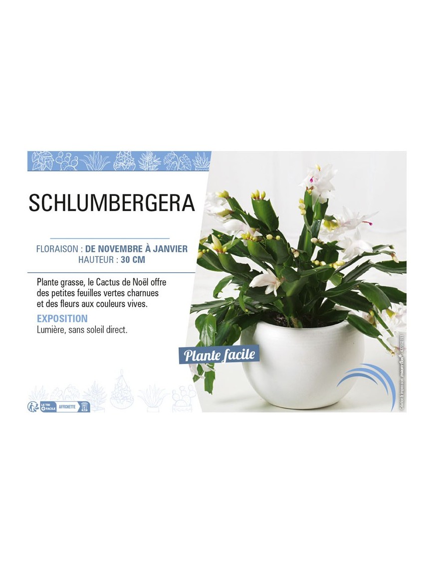 CACTUS DE NOEL voir SCHLUMBERGERA
