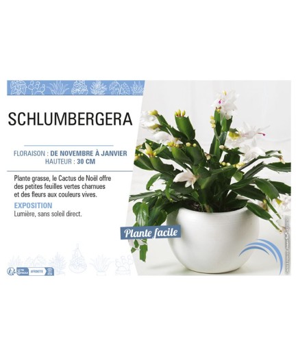 CACTUS DE NOEL voir SCHLUMBERGERA