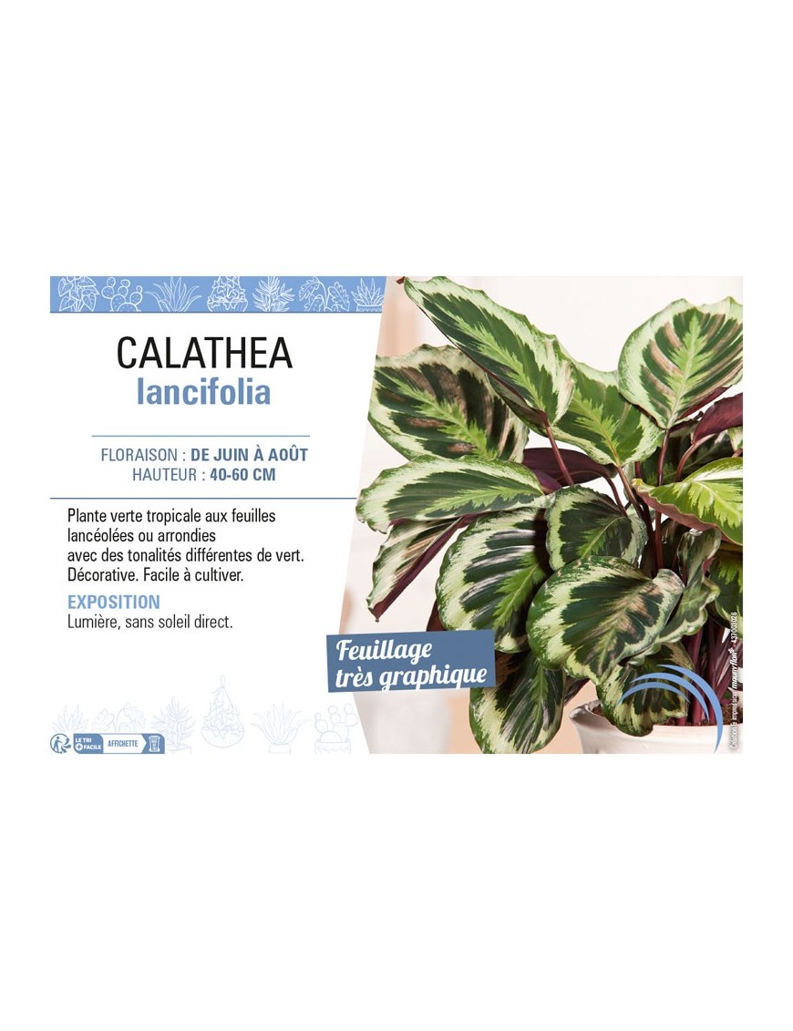 CALATHEA LANCIFOLIA
