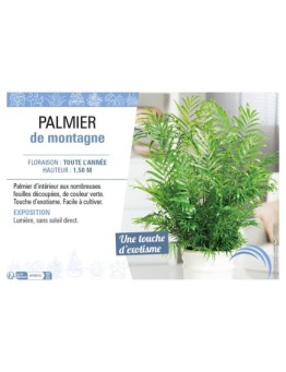 CHAMAEDOREA voir PALMIER DE MONTAGNE