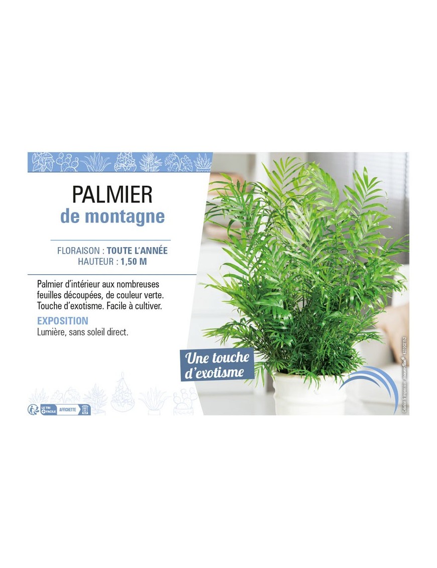 CHAMAEDOREA voir PALMIER DE MONTAGNE