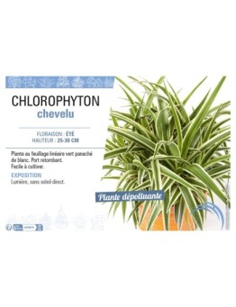 CHLOROPHYTON CHEVELU