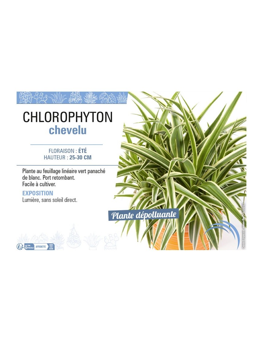 CHLOROPHYTON CHEVELU