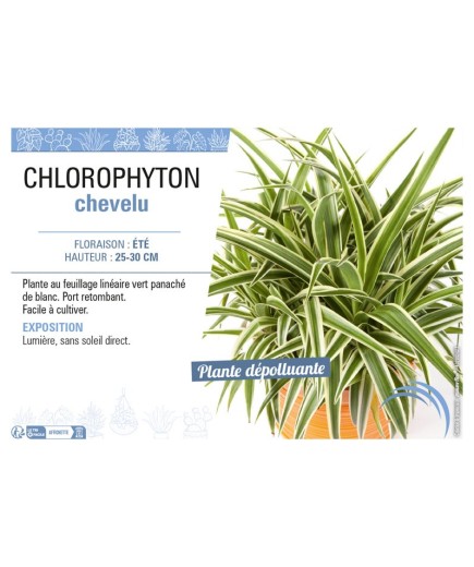 CHLOROPHYTON CHEVELU