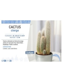 CLEISTOCACTUS STRAUSII voir CACTUS VIERGE
