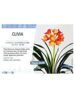 CLIVIA