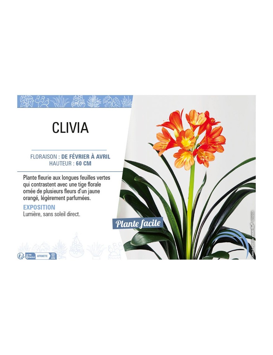 CLIVIA