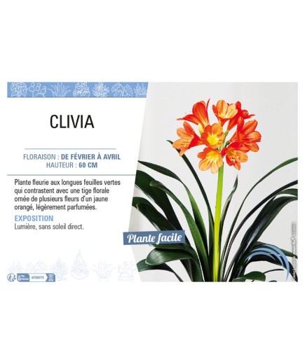 CLIVIA