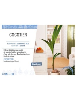 COCOTIER