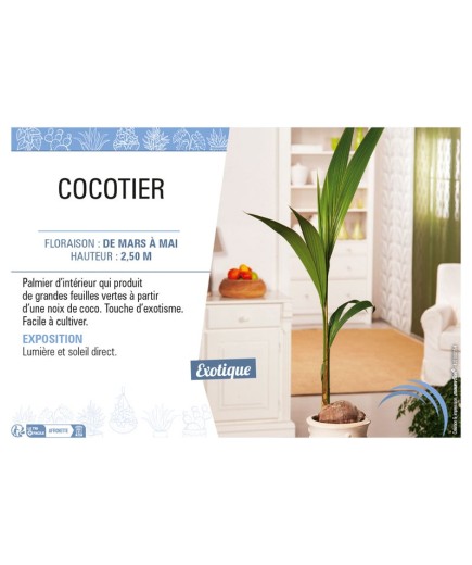 COCOTIER