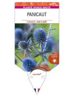 ERYNGIUM planum voir Panicaut