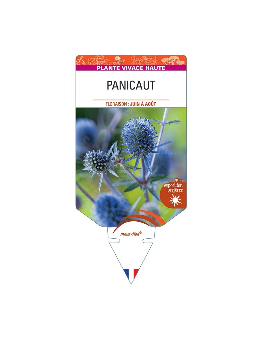 ERYNGIUM planum voir Panicaut