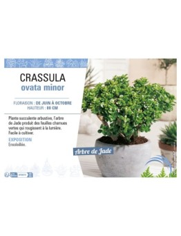 CRASSULA OVATA MINOR