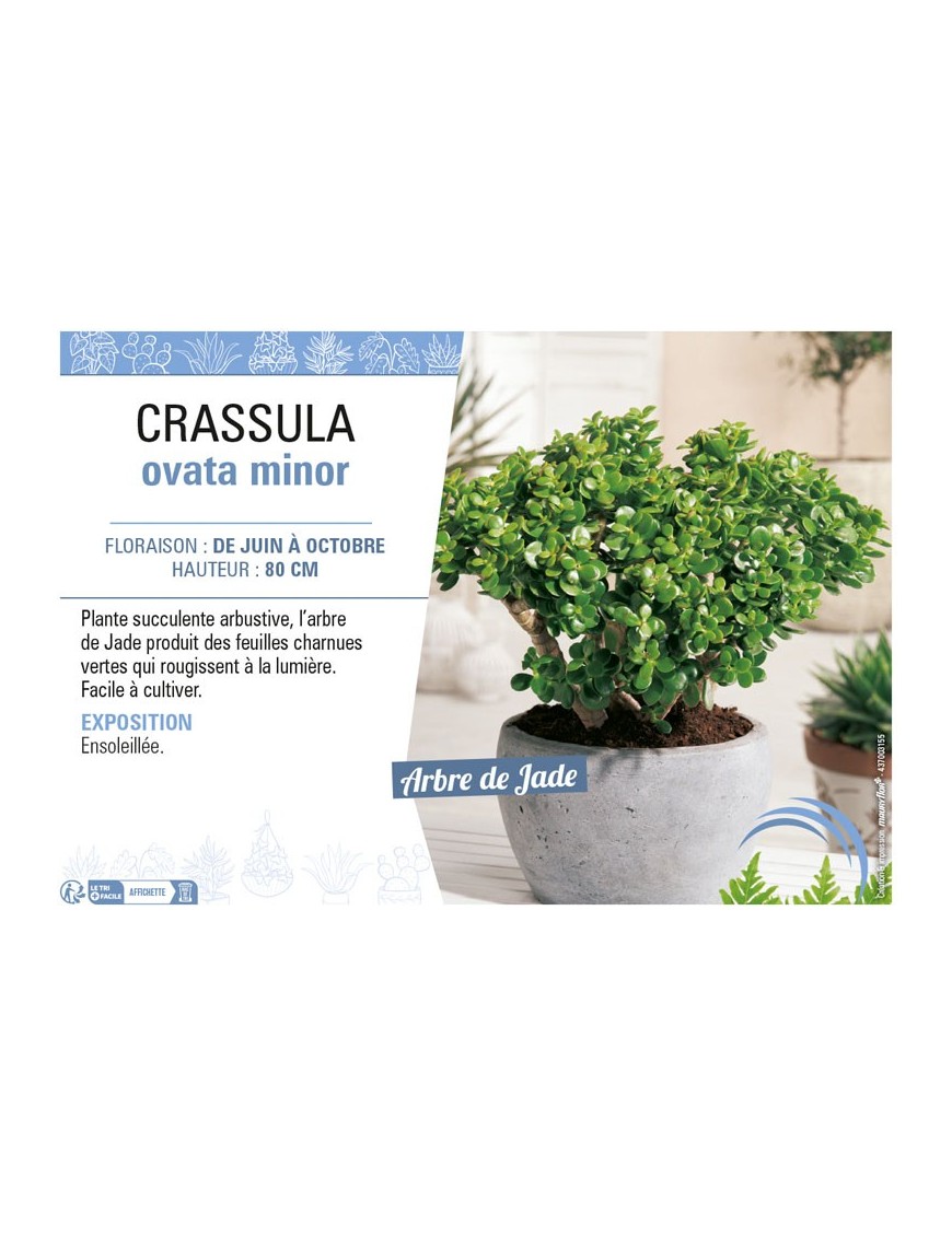 CRASSULA OVATA MINOR