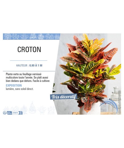 CROTON