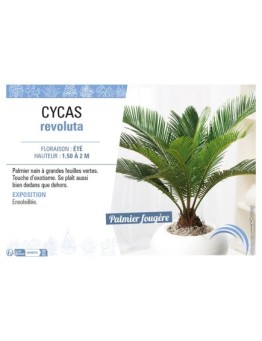 CYCAS REVOLUTA