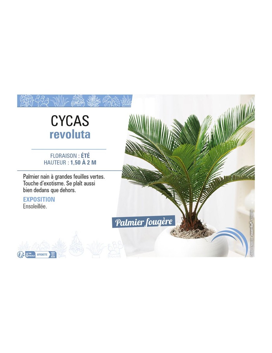 CYCAS REVOLUTA