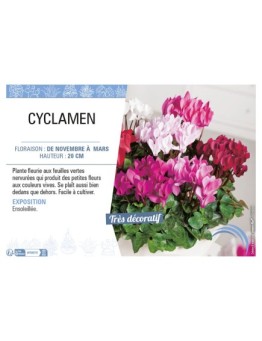 CYCLAMEN