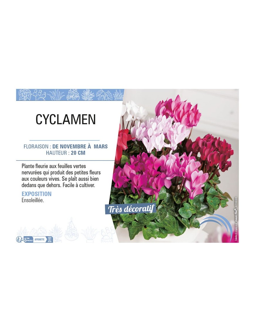 CYCLAMEN