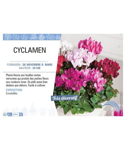 CYCLAMEN