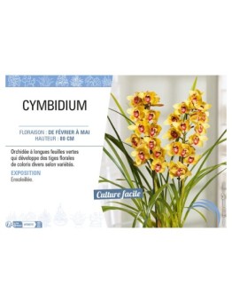 CYMBIDIUM