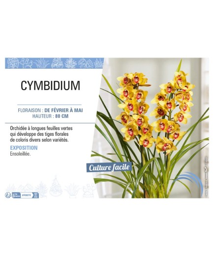 CYMBIDIUM