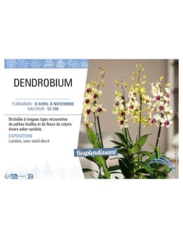 DENDROBIUM