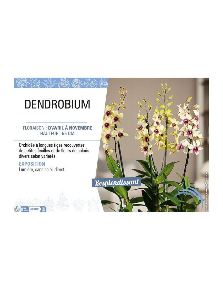 DENDROBIUM