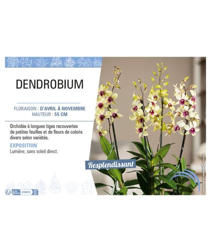 DENDROBIUM