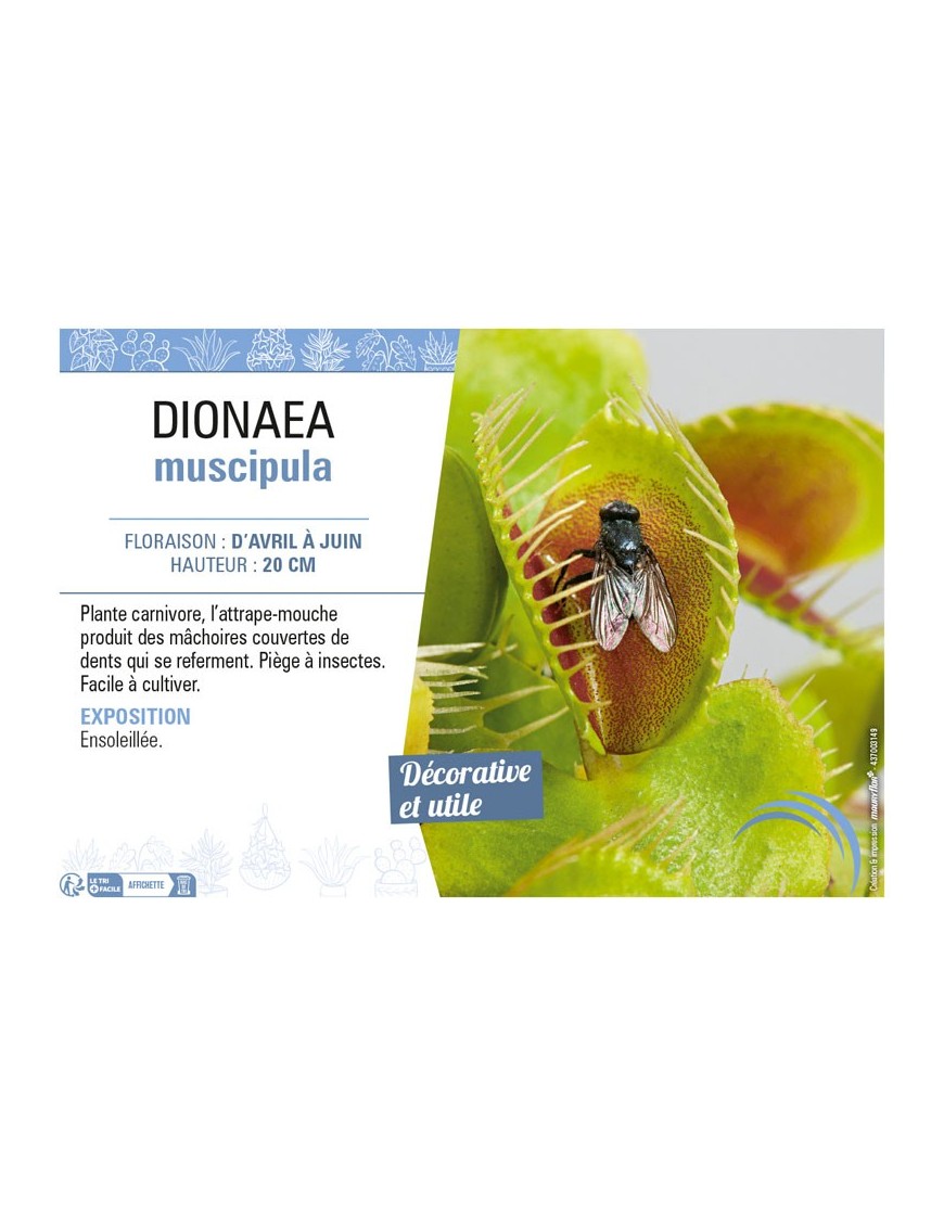 DIONAEA MUSCIPULA (ATTRAPE MOUCHE)
