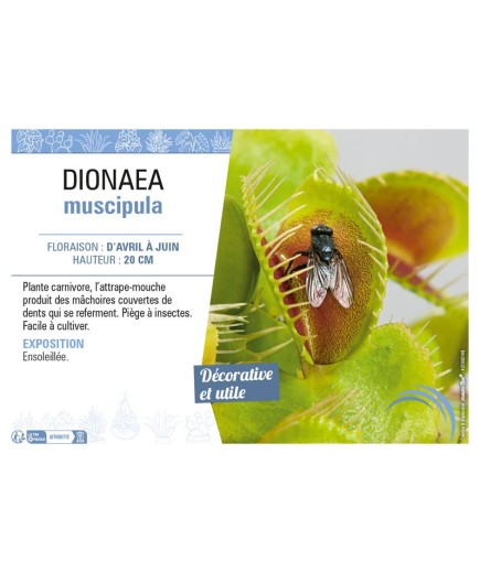 DIONAEA MUSCIPULA (ATTRAPE MOUCHE)