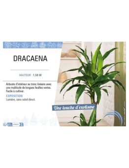 DRACAENA