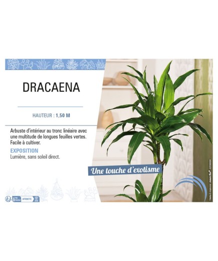 DRACAENA