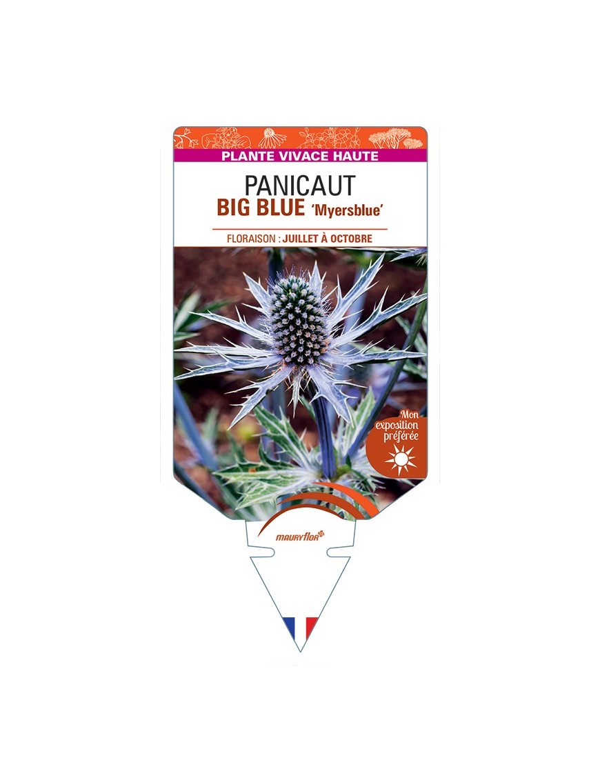 ERYNGIUM x zabelii BIG BLUE Myersblue voir Panicaut
